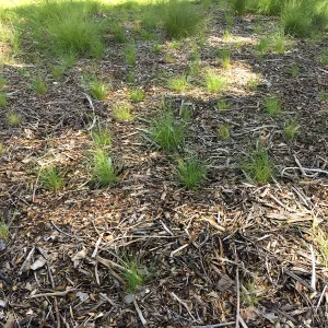 Bouteloua plugs planted in lower Meadow