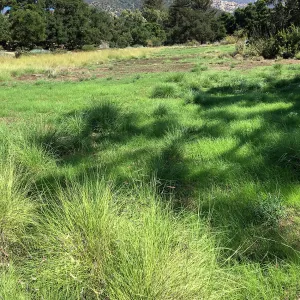 Meadow (see gardener notes)