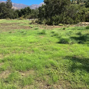 Meadow (see gardener notes)