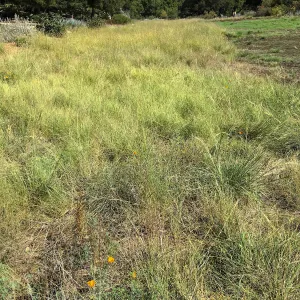 Bouteloua established in old lawn on west side of the Meadow