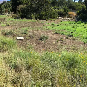 Meadow (see gardener notes)