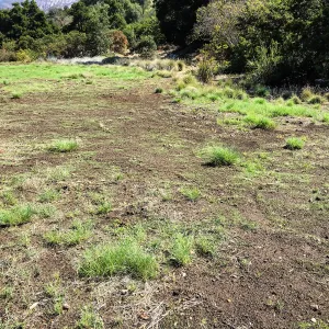 Meadow (see gardener notes)