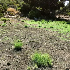 Meadow (see gardener notes)