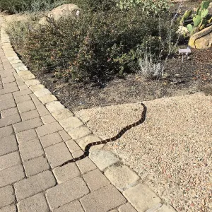 King Snake in Desert Section