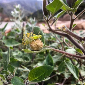 Spider, on Datura at the PCC