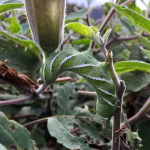 Tobacco Horn Worm on Datura at the PCC