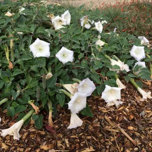 Datura- Jimson Weed