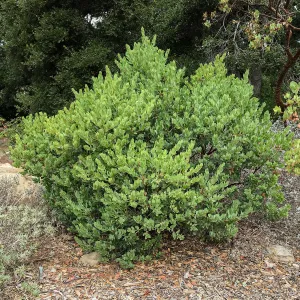 Arctostaphylos glauca
