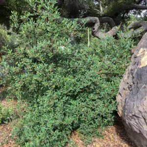 Rhamnus Little Sur