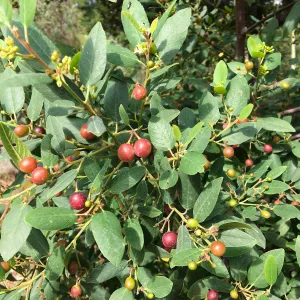 Rhamnus Little Sur