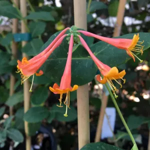 Lonicera ciliosa, Twinflower