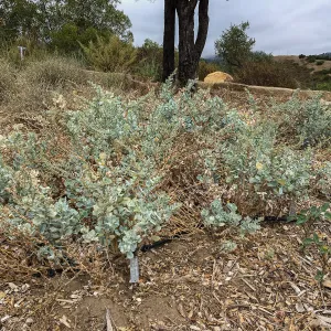 Atriplex barclayana, island Section below PCC