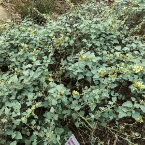 Sphaeralcea sulphurea, Island Section below PCC