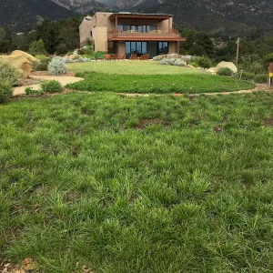 Carex lawn at Island View Garden