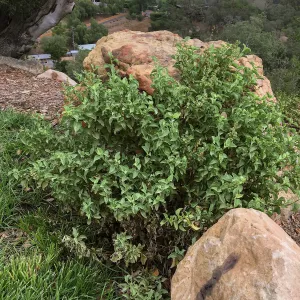 Ambrosia chenopodiifolia at Island View Garden