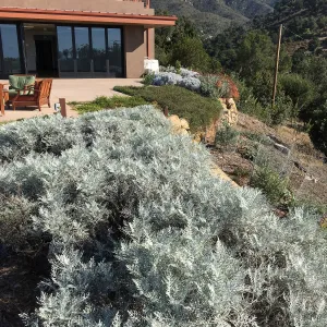 Constancea nevinii, Island View Garden