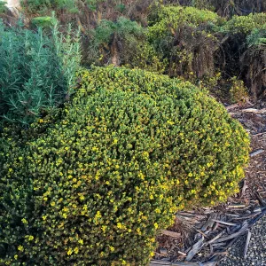Deinandra clementina in Island View Garden