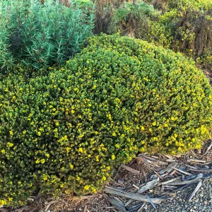 Deinandra clementina in Island View Garden