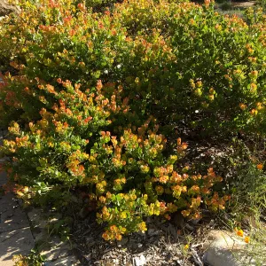 Arctostaphylos Canyon Blush in Ground Cover Display