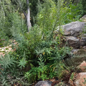 Artemisia douglasiana, Mugwort