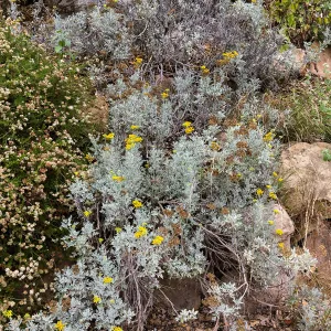 Perityle incana on Campbell Trail