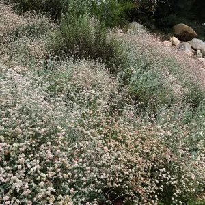 Eriogonum cinereum (coastal wild buckwheat) on Campbell Trail