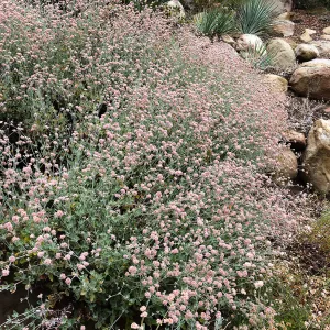 Eriogonum cinereum (coastal wild buckwheat) on Campbell Trail
