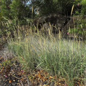 Pleuraphis rigida in Desert Section