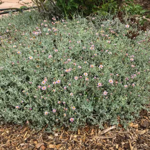 Lessingia Silver Carpet, Betsy Collins garden