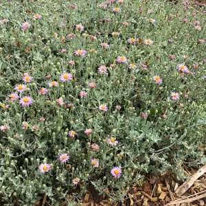  Lessingia Silver Carpet, Betsy Collins garden