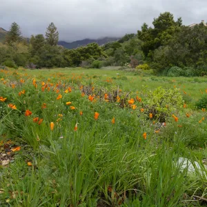 Rainy day Meadow