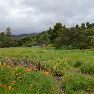 Rainy day Meadow