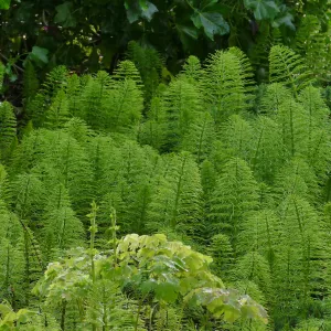 Equisetum in the entrance display
