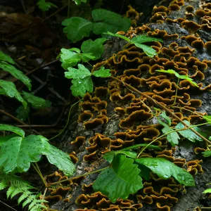 Fallen tree trunk with fungus and poison oak above the Redwoods