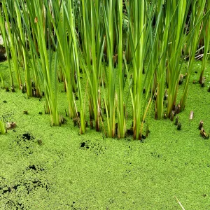 Scirpus and Azolla filiculoides