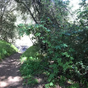 What's That Plant? field trip to Tucker's Grove, Wild Cucumber, Echinocystis lobata