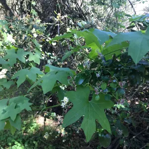 What's That Plant? field trip to Tucker's Grove, Wild Cucumber and Geenbark Ceanothus