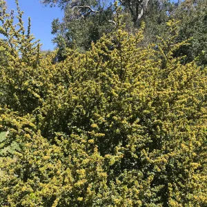 What's That Plant? field trip to Tucker's Grove, Spiny Redberry in flower