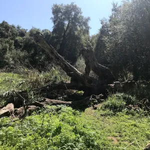 What's That Plant? field trip to Tucker's Grove, decaying log