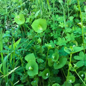 What's That Plant? field trip to Tucker's Grove, Miner's Lettuce in flower