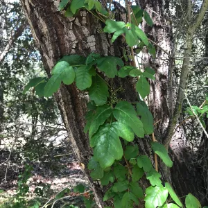 What's That Plant? field trip to Tucker's Grove, poison oak in flower
