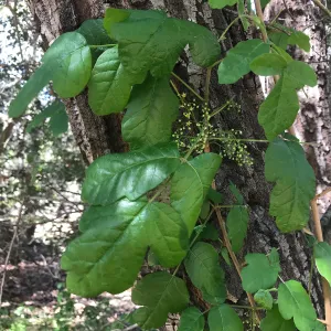 What's That Plant? field trip to Tucker's Grove, poison oak in flower