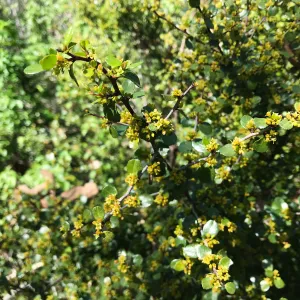 What's That Plant? field trip to Tucker's Grove, Chaparral Redberry in flower