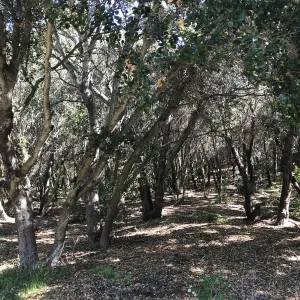 What's That Plant? field trip to Tucker's Grove