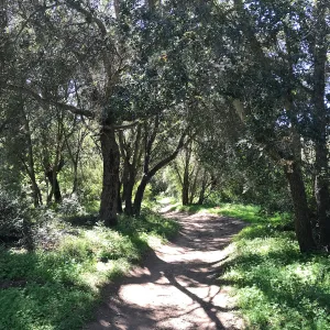 What's That Plant? field trip to Tucker's Grove