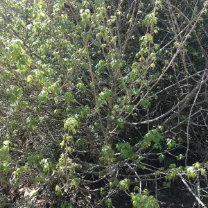 What's That Plant? field trip to Tucker's Grove, poison oak in shrub form