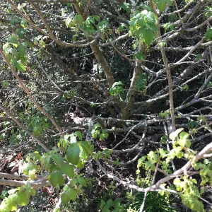 What's That Plant? field trip to Tucker's Grove, poison oak in shrub form