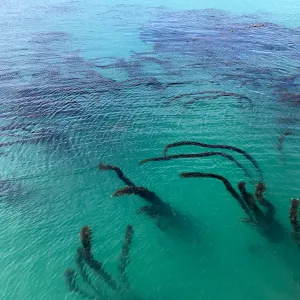 Kelp, Carrington Point Anchorage