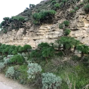Giant Coreopsis, Bush Lupine, Minerals, Main road from Santa Rosa Island Research Station Lodge