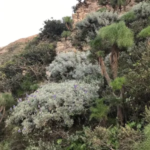 Giant Coreopsis, Bush Lupine in bloom, Main road from Santa Rosa Island Research Station Lodge